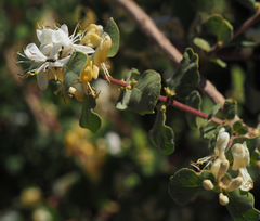 Lonicera arborea