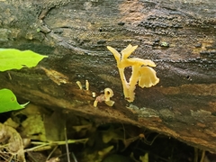 Gerronema subclavatum