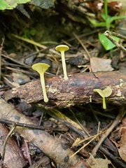 Gerronema subclavatum