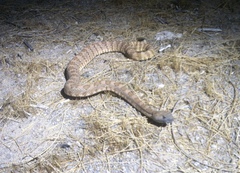 Crotalus stephensi