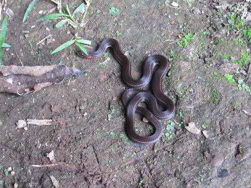 Photo of a Ribboned Brittle-Snake (Urotheca lateristriga)