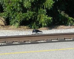 Corvus corax