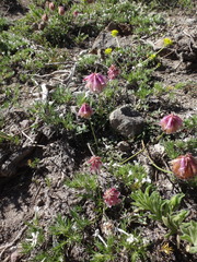 Trifolium productum