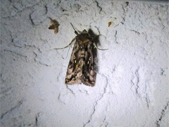 Autographa pulchrina