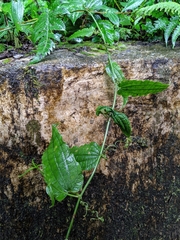 Smilax riparia