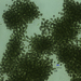 Microcystis - Photo (c) Matt, some rights reserved (CC BY-NC), uploaded by Matt