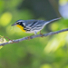 Yellow-throated Warbler - Photo (c) Karen Szafrajda, some rights reserved (CC BY), uploaded by Karen Szafrajda