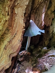 Coprinopsis insignis