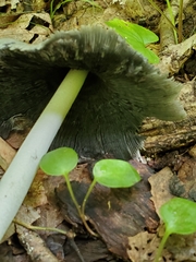 Coprinopsis insignis
