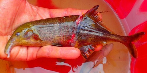 Trunkfish (Campylomormyrus tamandua) — Mormyridae — 3