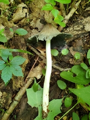 Coprinopsis insignis