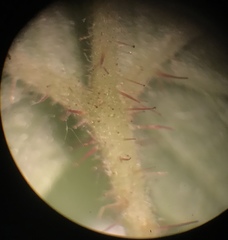 Rubus idaeus strigosus