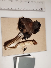 Coprinopsis insignis