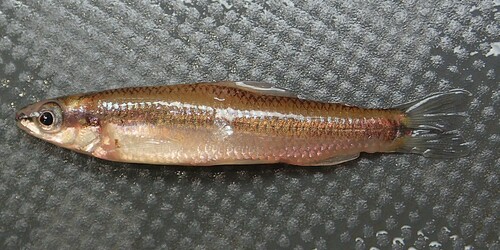 Ansorge's darter tetra (Nannocharax ansorgii) — Distichodontidae — 3