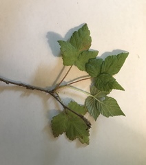 Rubus idaeus strigosus