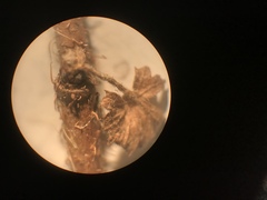 Rubus idaeus strigosus