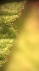 Rubus idaeus strigosus