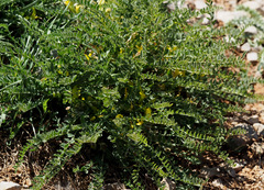 Astragalus pinetorum
