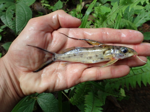 Catfish (Synodontis filamentosus) — Mochokidae