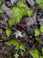 Lycianthes lysimachioides