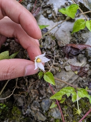 Lycianthes lysimachioides