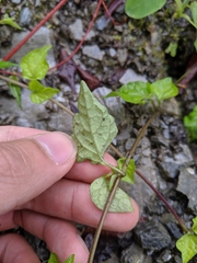 Lycianthes lysimachioides