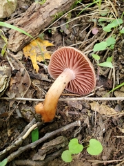 Cortinarius rubripes