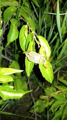 Polyphylla decemlineata