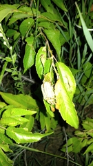 Polyphylla decemlineata