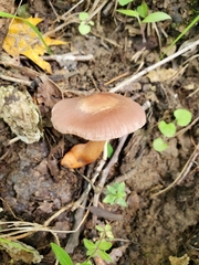 Cortinarius rubripes