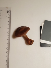 Cortinarius rubripes