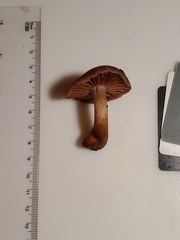 Cortinarius rubripes