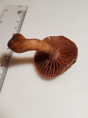Cortinarius rubripes