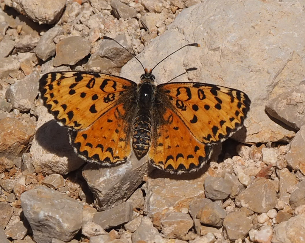 Acentria's Fritillary