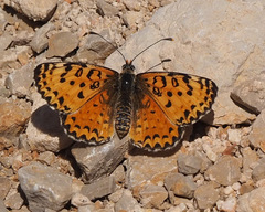 Melitaea acentria