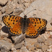 Acentria's Fritillary - Photo (c) Ron Frumkin, some rights reserved (CC BY-NC), uploaded by Ron Frumkin