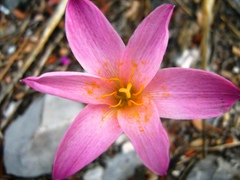 Zephyranthes brevipes