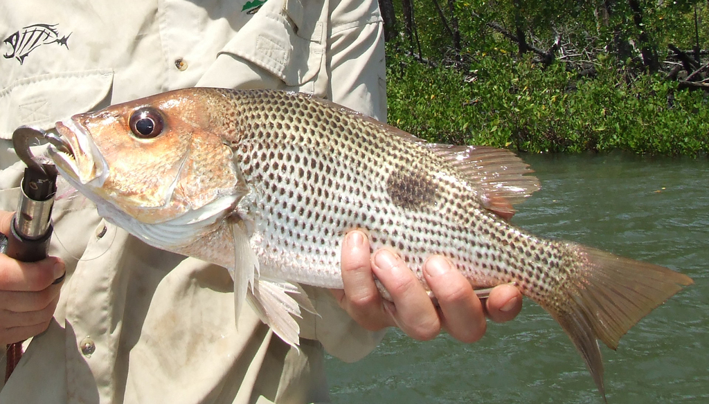 Big-scaled bream (Lutjanus johnii) — Lutjanidae