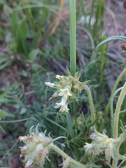 Ipomopsis spicata spicata