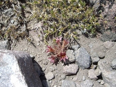 Aphyllon corymbosum