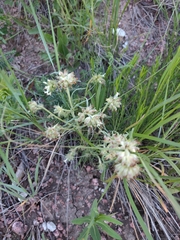 Ipomopsis spicata spicata
