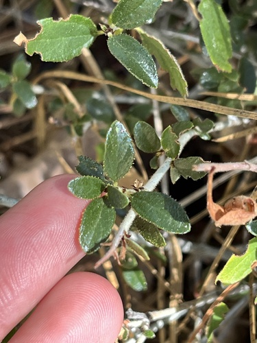 Image of Lemmon's Ceanothus (Ceanothus lemmonii) by (c) Chaye Vail, some rights reserved (CC BY)