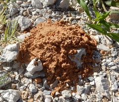 Triepeolus distinctus