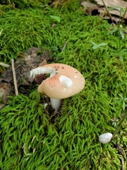 Russula pusilla
