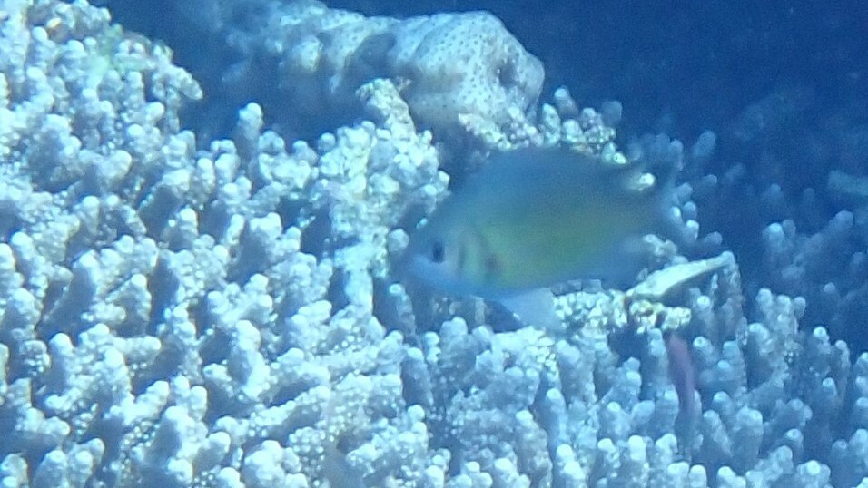 魏氏光鰓雀鯛(石剎) Chromis weberi