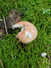 Russula pusilla