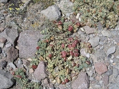Astragalus whitneyi