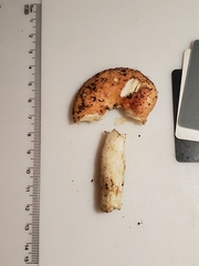 Russula pusilla