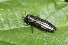 Agrilus cuprescens