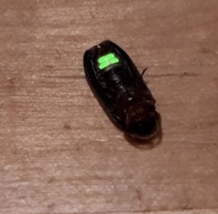 Lamprohiza splendidula